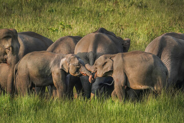 Herd of Wild Asian Elephants in Khao Yai National Park, Thailand © jakkrit