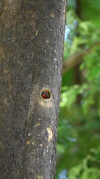 A Coppersmith barbet surveys its surroundings from within its nest hole in a tree trunk before flying off to forage again.