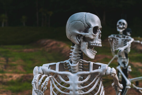Human skeleton props decorated in outdoor field for Halloween festival display. Plastic human skeleton models mounted on poles along grassy field with white cross markers. Halloween event decorations,