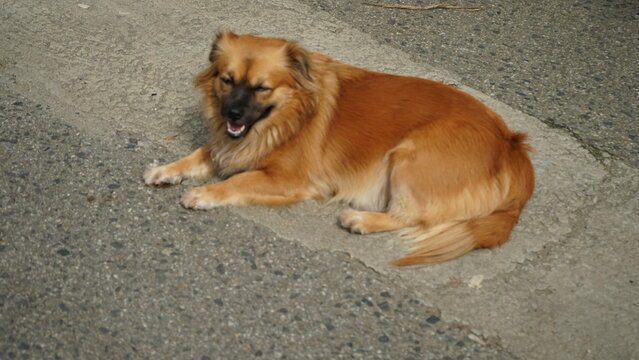 Fluffy Golden Street Dog Resting on Pavement in Vietnam