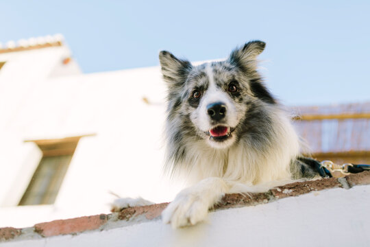 Close Portrait of Dog