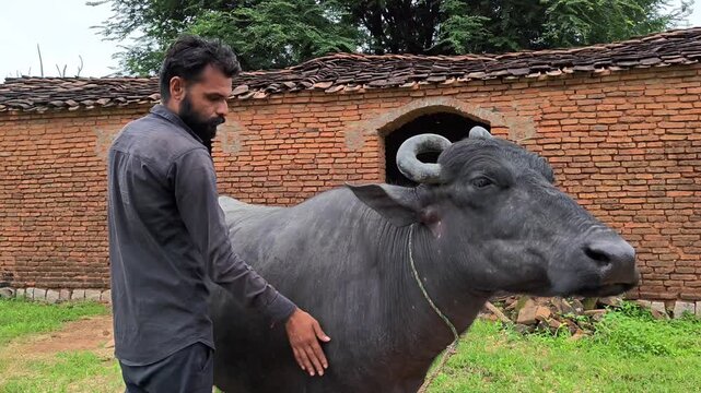 Young indian farmer caring and stroking black water buffalo in rural village