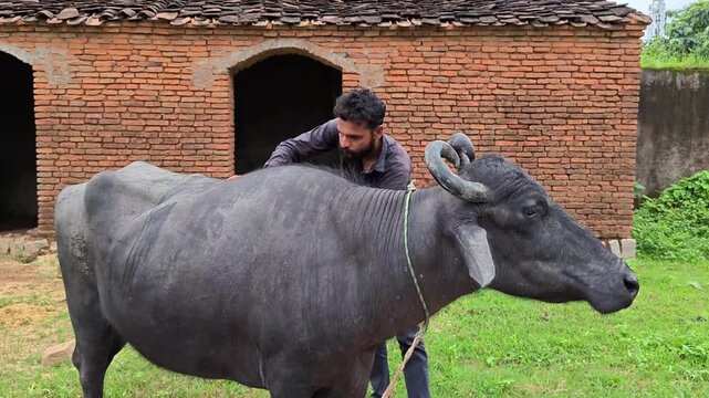 Young indian farmer caring and stroking black water buffalo in rural village