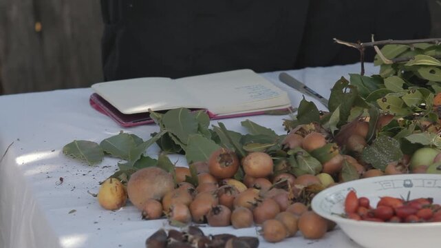 Close up shot of hands sorting harvested wild medlars, bay leaves and writing notes in notebook outdoors   