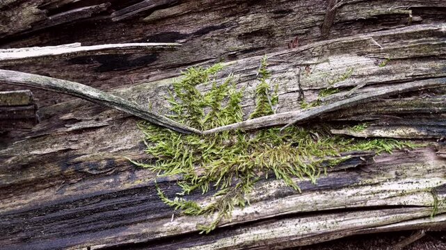 Bemoostes Totholz im Wald, Zersetzung