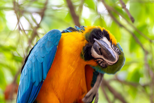 View of a blue-and-yellow macaw preening its vibrant feathers while perched among lush green foliage in Pakistan.