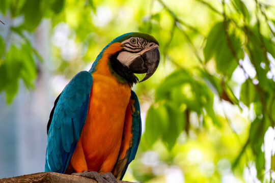 View of a blue-and-yellow macaw perched on a branch with vibrant green foliage in the background in Pakistan.