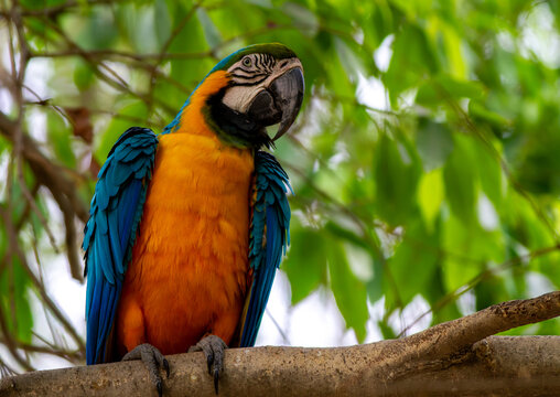 View of a vibrant blue-and-yellow macaw perched on a tree branch surrounded by lush green foliage in Pakistan.