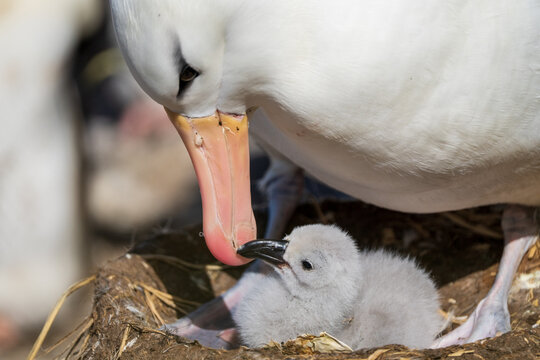 View of a black-browed albatross adult tending to its fluffy chick in a nest on West Point Island, Falkland Islands.