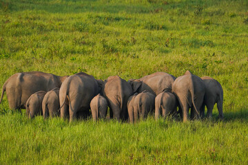 Rear View of Wild Asian Elephant Herd with Calves in Thailand © jakkrit