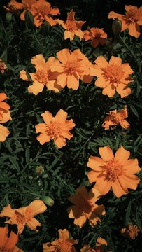 Flores naranjas en Gran Canaria