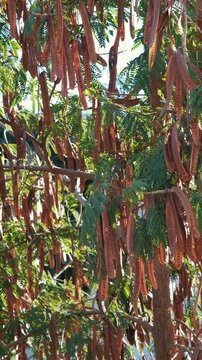 Vertical close up of long brown seed pods hanging from honey locust tree branch against sunlight   