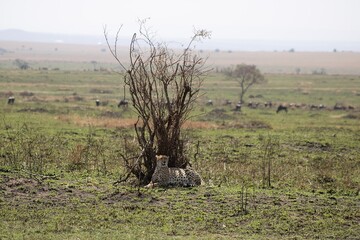 Cheetah laying near bush, Kenya © Danielle
