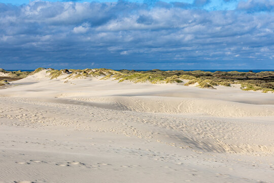 View of the vast sandy landscape of Rabjerg Mile with rolling dunes, patches of green marram grass, and a dramatic cloudy sky in Skagen, Jutland, Denmark.