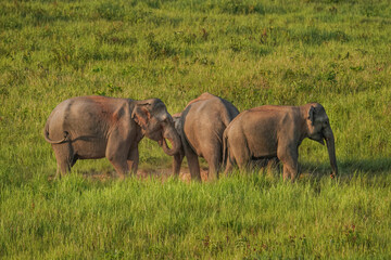 Wild Asian Elephant Herd Feeding in Grassland at Khao Yai, Thailand © jakkrit