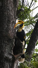 Great hornbill perched on a tree trunk in the forest © Rintu