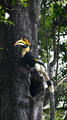 Great hornbill perched on a tree trunk in the forest 2 © Rintu