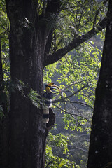 Great hornbill perched on a tree trunk in the forest 3 © Rintu