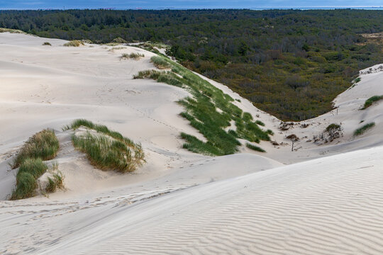View of the vast sand dunes of Rabjerg Mile with patches of marram grass and a dense forest background under a cloudy sky in Skagen, Jutland, Denmark.