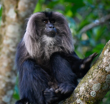 Lion-tailed macaque sitting on a branch looking at camera 3