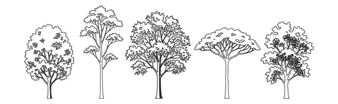 Beech Tree Landscape Elevations, Architectural Vector Vegetation for Site Planning, Garden Design, Planting Layouts and Professional Drawings