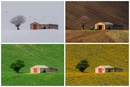 View of a stone farmhouse and a solitary tree set against changing seasonal landscapes including snow, ploughed earth, green grass, and sunflowers in Corridonia, Marche, Italy.