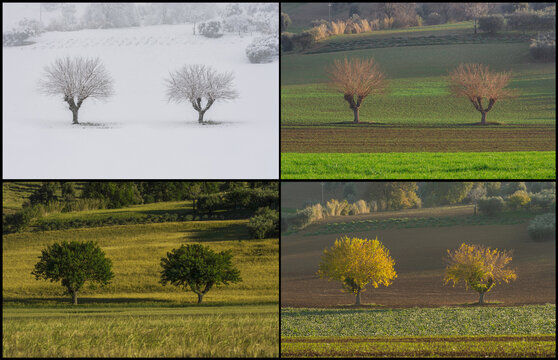 View of two trees in a field across four seasons, showing changing colors and weather conditions in the rural landscape of Corridonia, Marche, Italy.