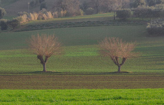 View of two bare trees standing in a rolling green agricultural field under soft light in Corridonia, Marche, Italy.