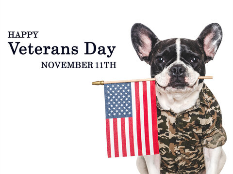 Cute dog in camouflage shirt and a greeting message. Happy Veterans Day November 11th greeting card. Patriotic pet, military tribute. Symbolizes honor and service. Ideal for holiday content