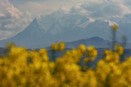 View of yellow rapeseed flowers in the foreground with snow-capped mountains in the distance under a cloudy sky in Corridonia, Marche, Italy.
