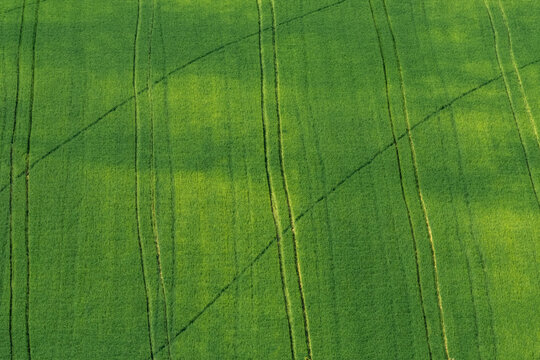 View of a lush green agricultural field with parallel tractor tracks and soft shadows in Corridonia, Marche, Italy.