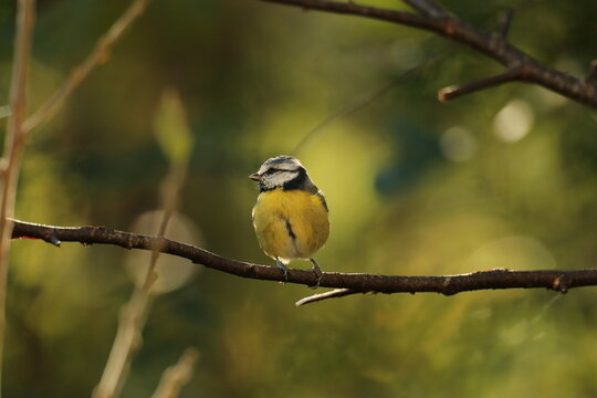 The Swedish bird 