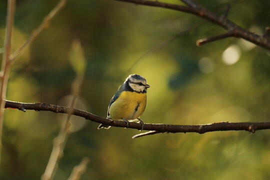 The Swedish bird 