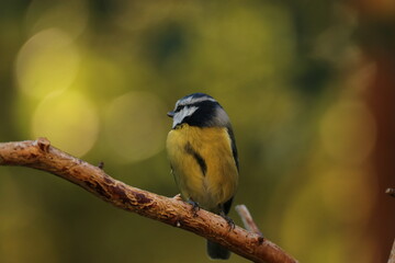 Obraz premium the Swedish bird looking for food