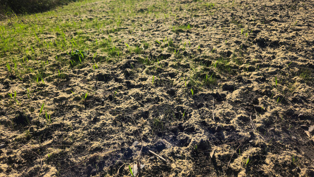 close up of a newly hydroseeded or mulched slope with sparse green grass germination emerging