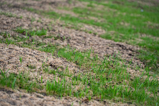 hydroseeded grass rows with alternating strips of bare soil and emerging green shoots.