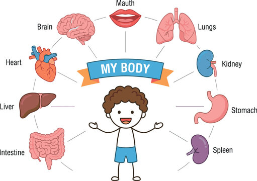 Human Anatomy My Body Organs Diagram Infographic Set with Cute Stick Figure Boy Character for School Kids Medical Education Vector Illustration