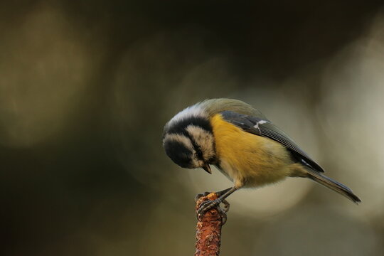 the Swedish bird looking for food
