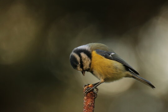 the Swedish bird looking for food