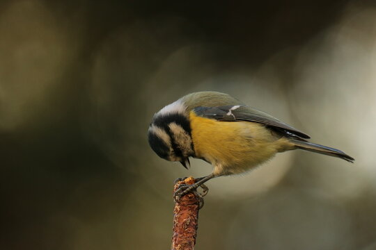 the Swedish bird looking for food