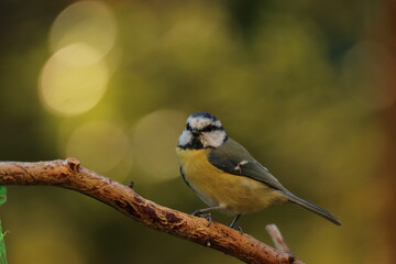 Fototapeta premium the Swedish bird looking for food