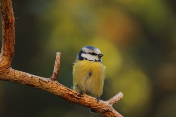 Obraz premium the Swedish bird looking for food