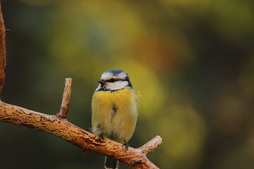 Obraz premium the Swedish bird looking for food
