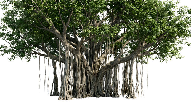 Large banyan tree with aerial roots on a transparent background