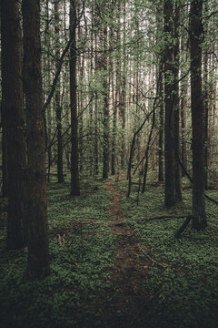 View of a narrow dirt path winding through a dense pine forest with lush green ground cover in Merikula, Harju maakond, Estonia.