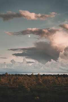 View of the Tuhu bog landscape with pine trees, dramatic sunset clouds, and a visible moon in the sky in Kiska, Parnu County, Estonia.