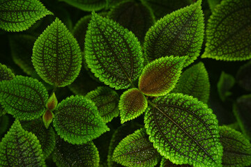 The macrotexture of the leaves of Pilea involucrata, also known as the friendship plant, is characterized by a rich green and bronze pattern. © Аліна Костюк