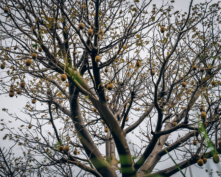 View of a baobab tree with numerous round fruits hanging from its bare branches against an overcast sky in Jos East, Plateau, Nigeria.