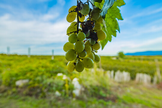 Green Grapes Ripening on Vine in Summer Vineyard