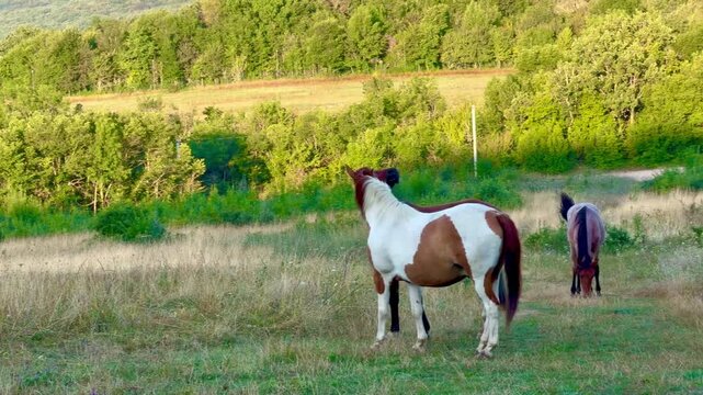 Two horses walking across summer pasture with green forest backdrop at golden hour